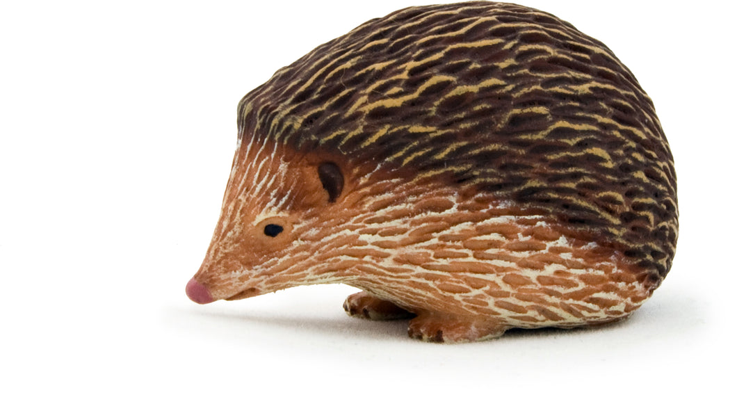 Animal Planet Hedgehog